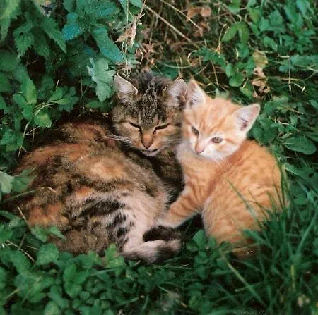 Am Oberrainerhof ファームステイ *