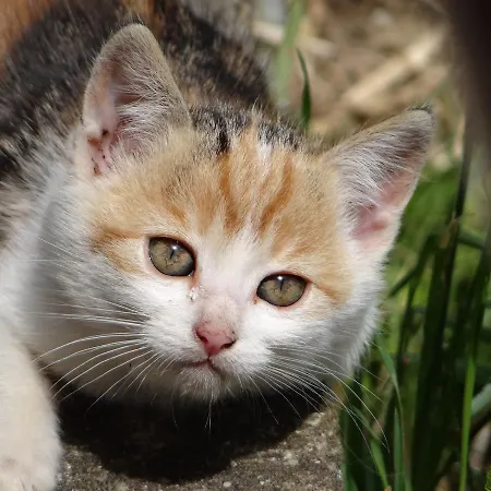 Am Oberrainerhof ファームステイ Arriach