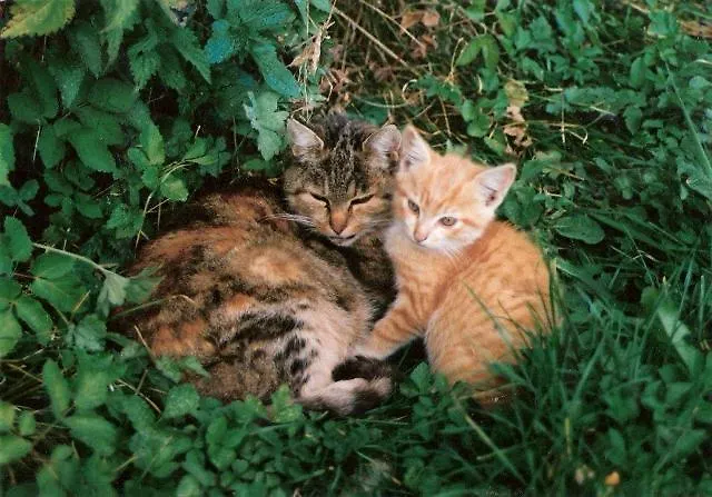 Am Oberrainerhof Κατάλυμα σε φάρμα *