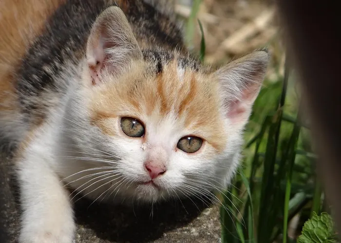 Am Oberrainerhof Κατάλυμα σε φάρμα Arriach
